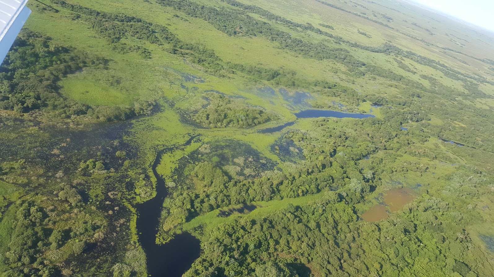 An area of flowing water in the Pantanal