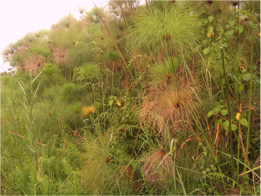 Papyrus swamp, Kajjansi, Uganda. Equatorial swamps are major methane emitters. 