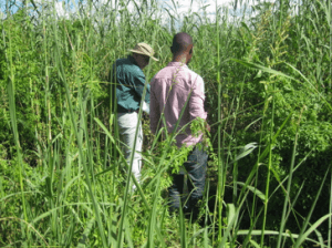 Fig 6: The Ngwerere reed bed 