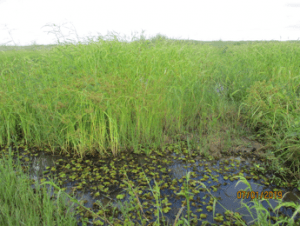 Fig 9: The Lukanga Swamp, Waya